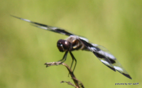 Spotting Image 1