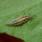 Green lacewing larva