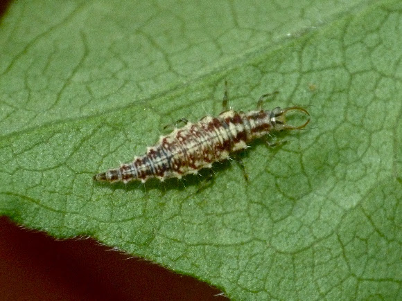 Spotting Image 1