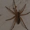 Rabid Wolf Spider