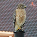 Red Shouldered Hawk