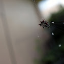 Spiny Orb-Weaver