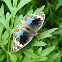 Blue Pansy