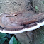 Bracket Fungus