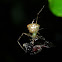 Dewdrop Spider