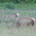 Roosevelt Elk