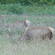 Roosevelt Elk