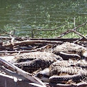 Osprey
