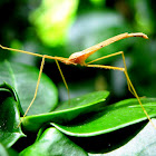 Crane fly (Daddy Long Legs)
