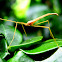 Crane fly (Daddy Long Legs)