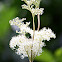 Meadowsweet