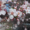 crabapple tree