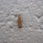 Belted Grass Veneer Moth