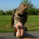Yellow Shafted Flicker