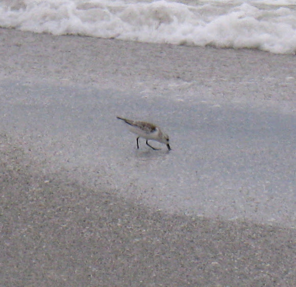 Spotting Image 1