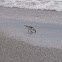 Sanderling