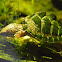 Razor-backed musk turtle