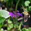 Hummingbird Clearwing