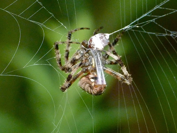 Spotting Image 1