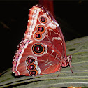 Peleides Blue Morpho (Common Morpho)