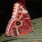 Peleides Blue Morpho (Common Morpho)