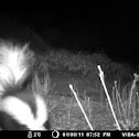 Striped Skunk