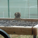 House Finch (Female)