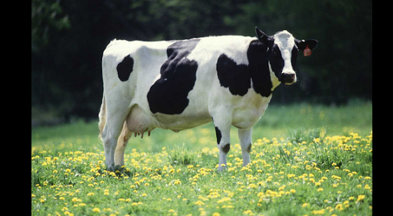 How to get Farm Animals for kids lastet apk for bluestacks