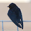 Barn Swallow; Golondrina Común
