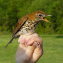 Wood Thrush