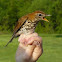 Wood Thrush