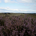 Heather
