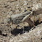 Grasshopper