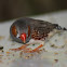 Zebra Finch