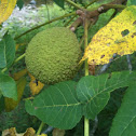 Black Walnut Tree