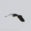 Grey Heron; Garza Real