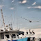 Pelicans Onboard.jpg