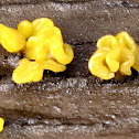 Tremella lutescens