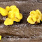 Tremella lutescens