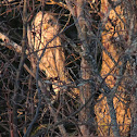 Barred Owl