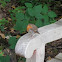 Petirrojo. Robin