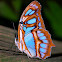 malachite butterfly