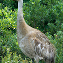 Sandhill Cranes