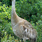 Sandhill Cranes