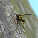 paper wasp