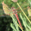 Variegated Meadowhawk Dragonfly