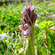 Himantoglossum robertianum