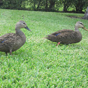 Mottled Duck