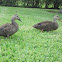 Mottled Duck