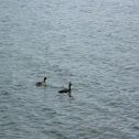 Eared Grebes